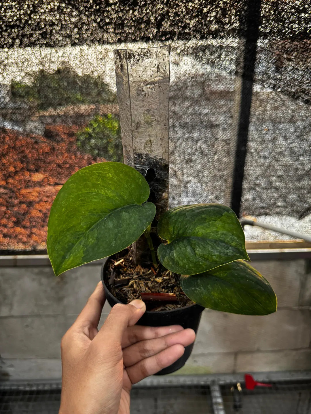 Scindapsus Prabu Green On Green — photo 2