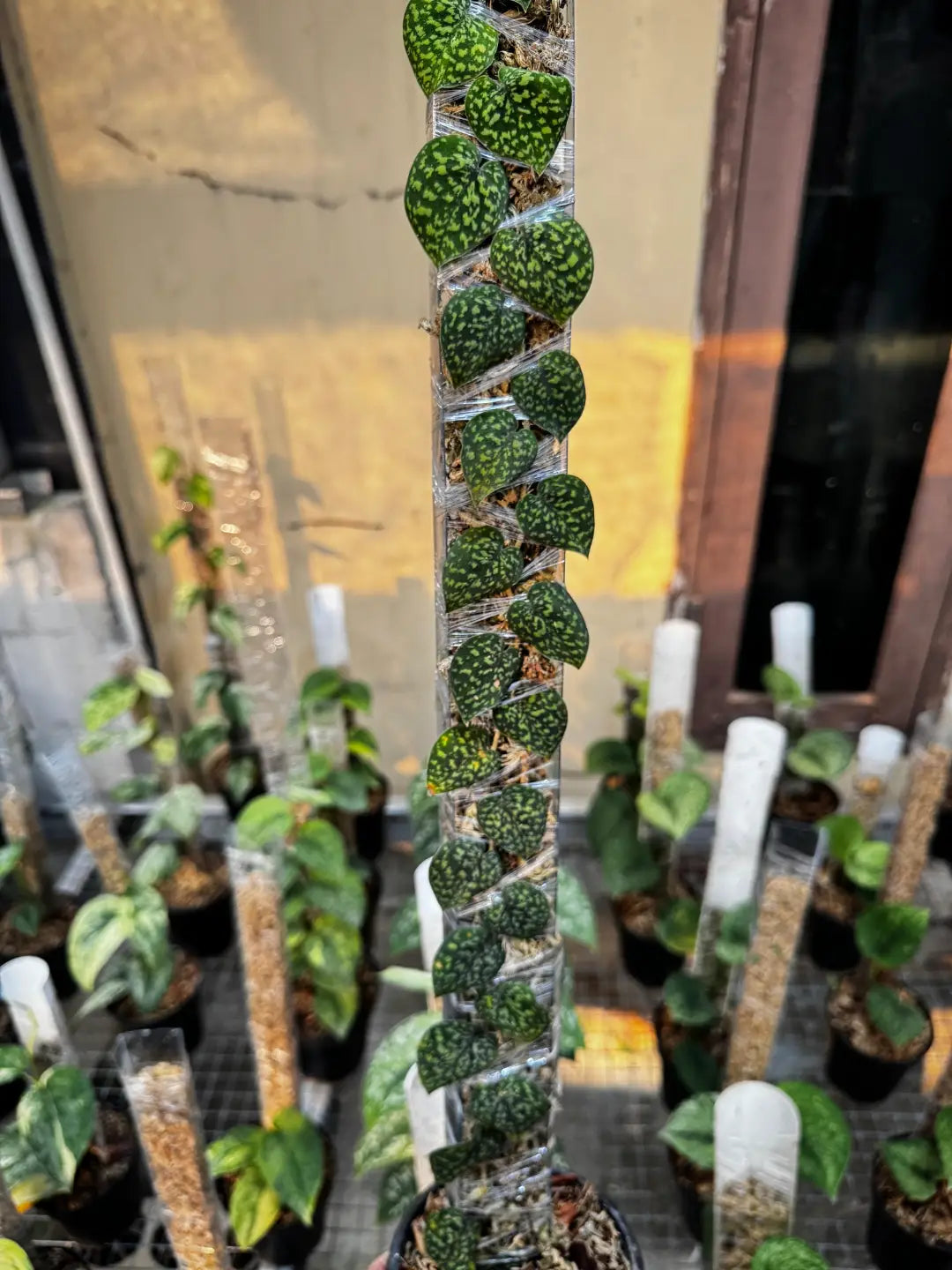 Scindapsus Snack Scales — rare Indonesian plant