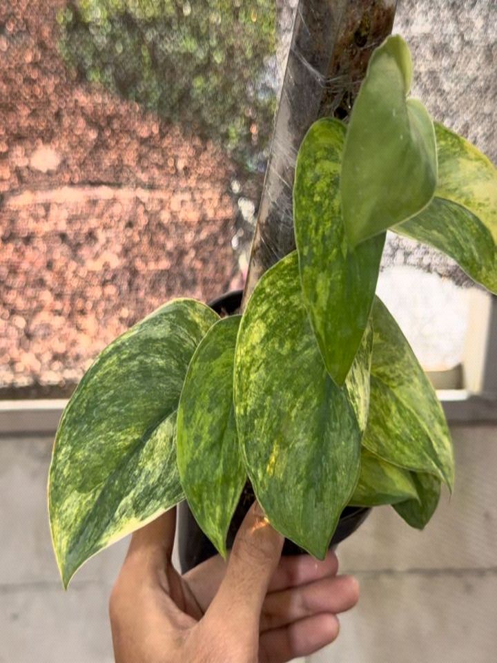 Scindapsus Parahyangan Tricolor — photo 2