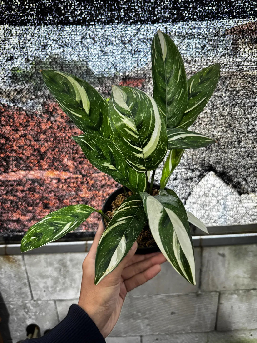 Calathea Leopardina Variegated — rare Indonesian plant