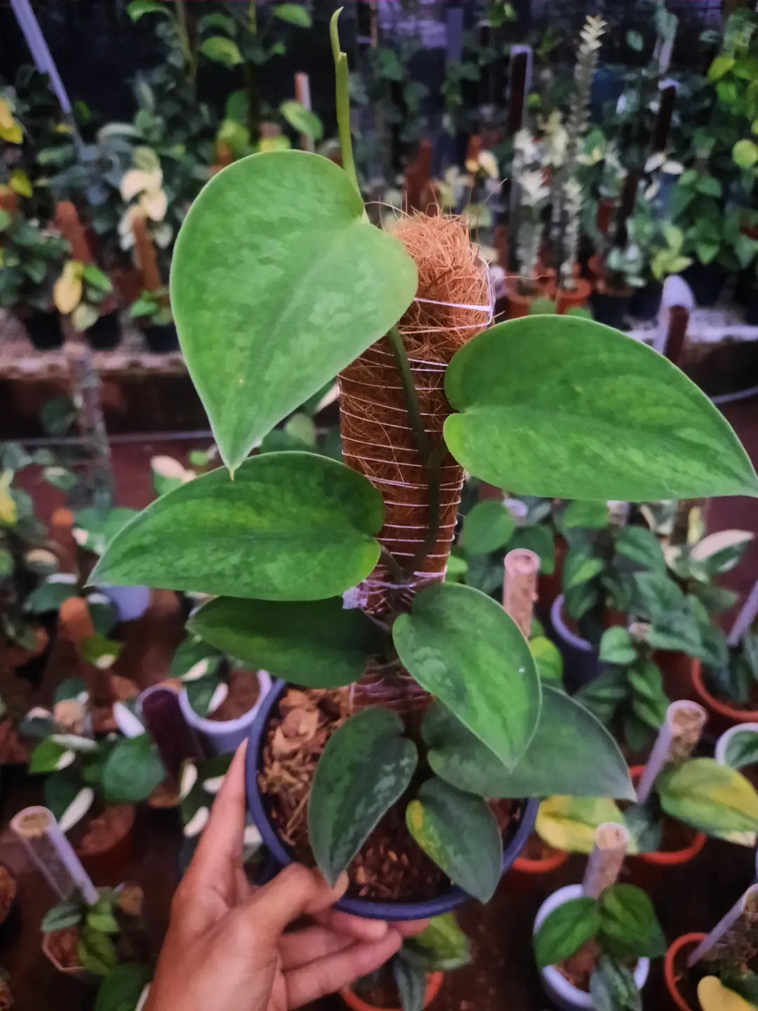 Scindapsus Kapuas Long Leaf Variegated Green On Green — rare Indonesian plant