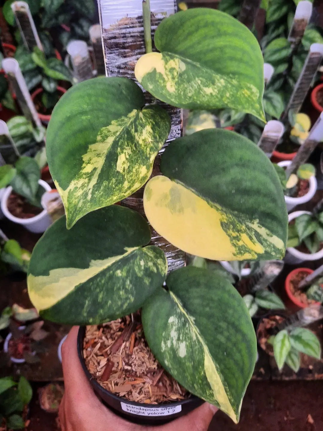 Scindapsus Silver Knight Neon — photo 2
