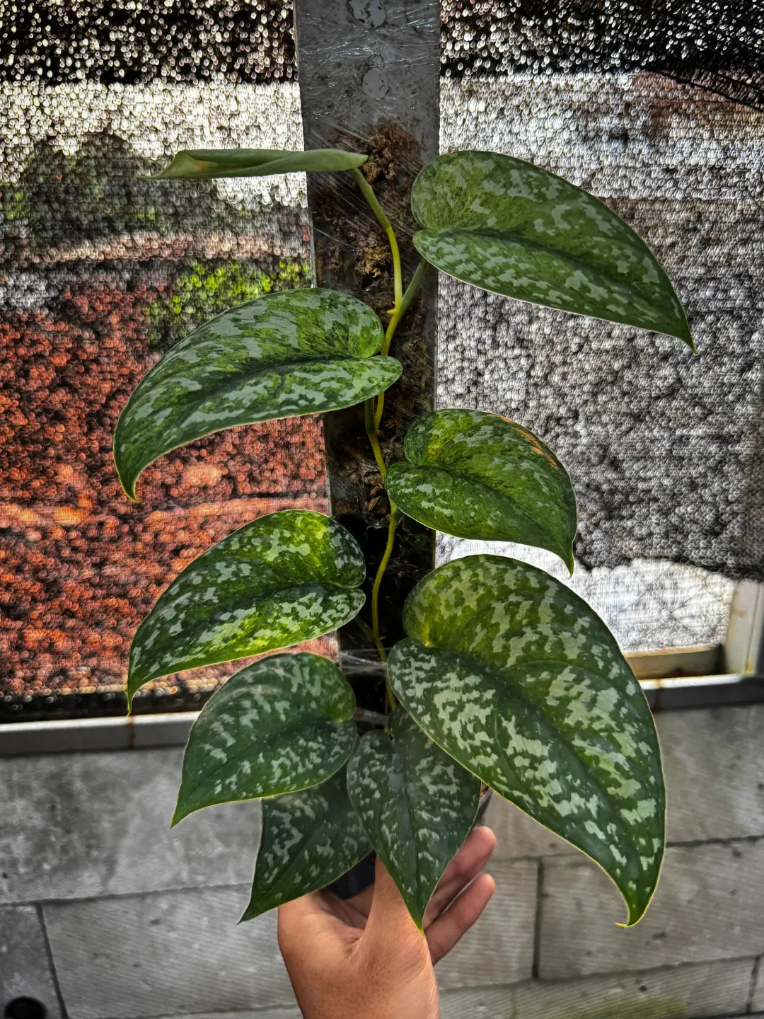Scindapsus Argyraeus Peacoks — rare Indonesian plant