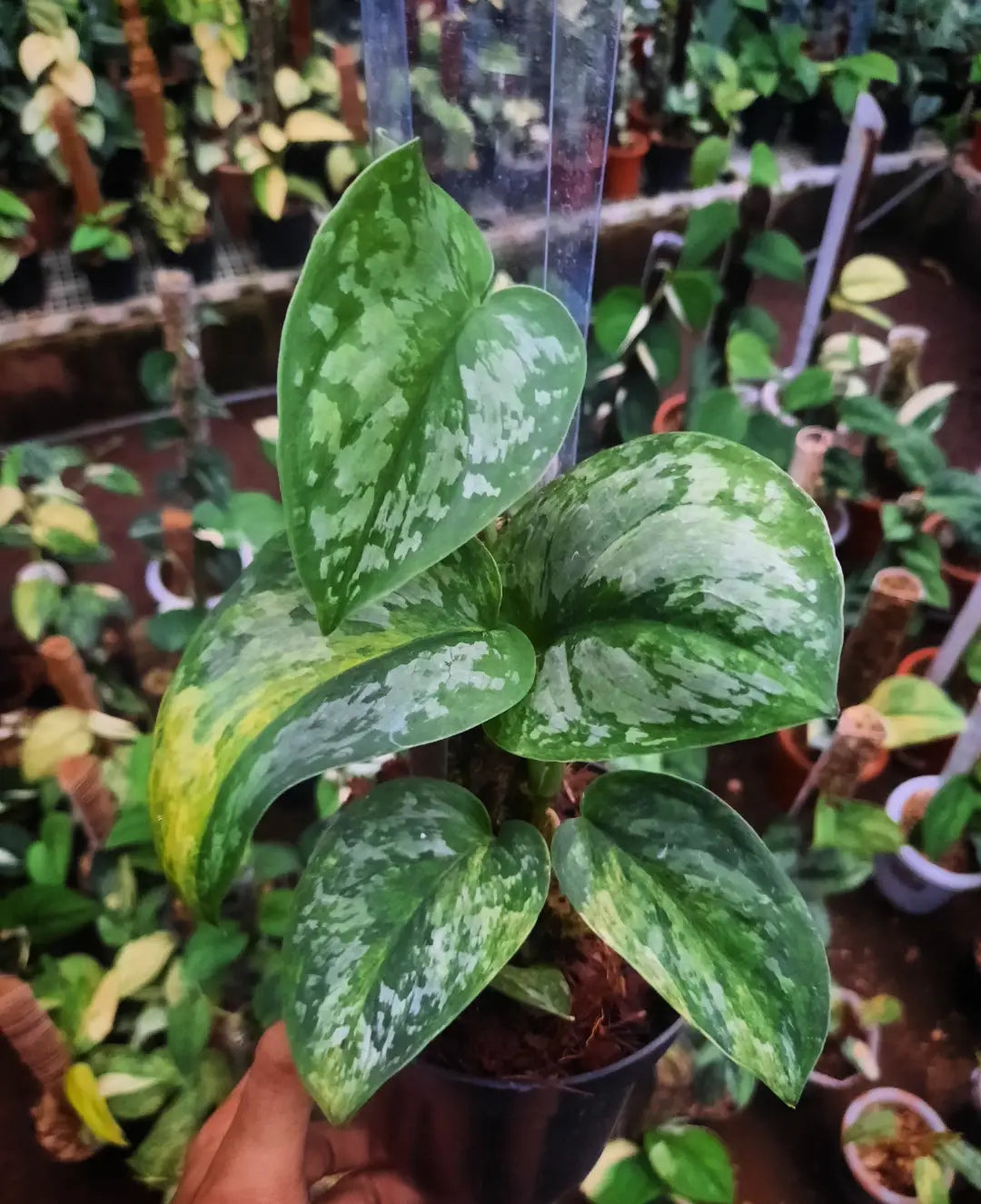 Scindapsus Prabu Green On Green — rare Indonesian plant