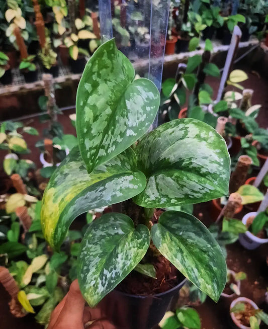 Scindapsus Prabu Green On Green — rare Indonesian plant