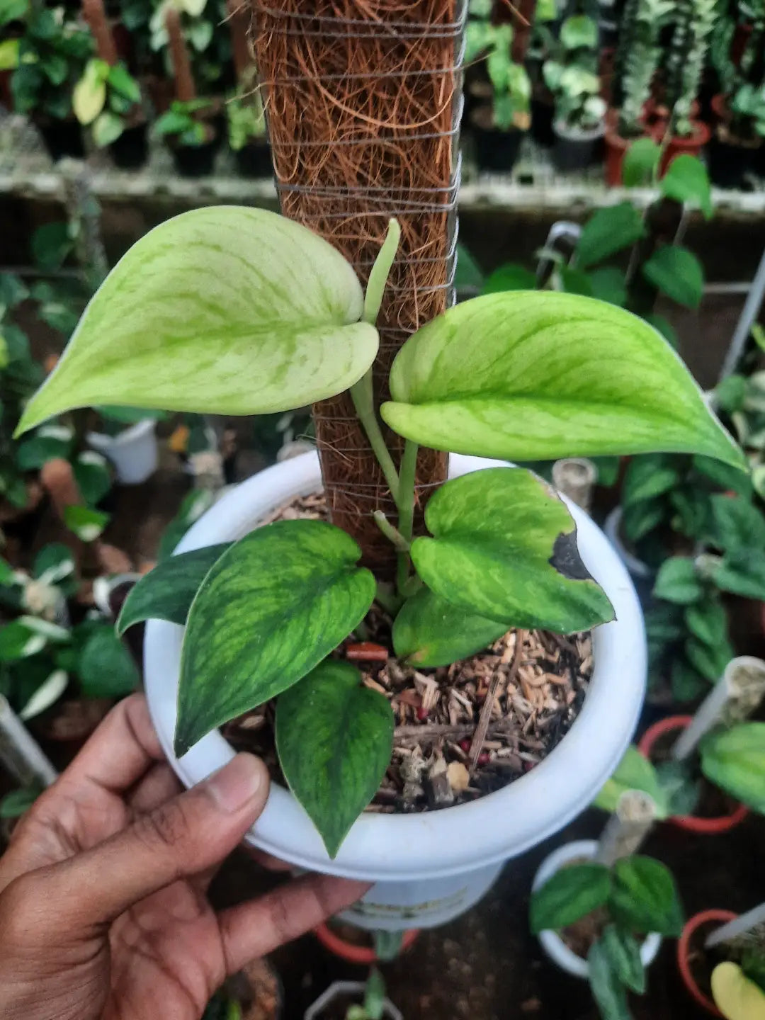 Scindapsus Silver Knight Neon — rare Indonesian plant