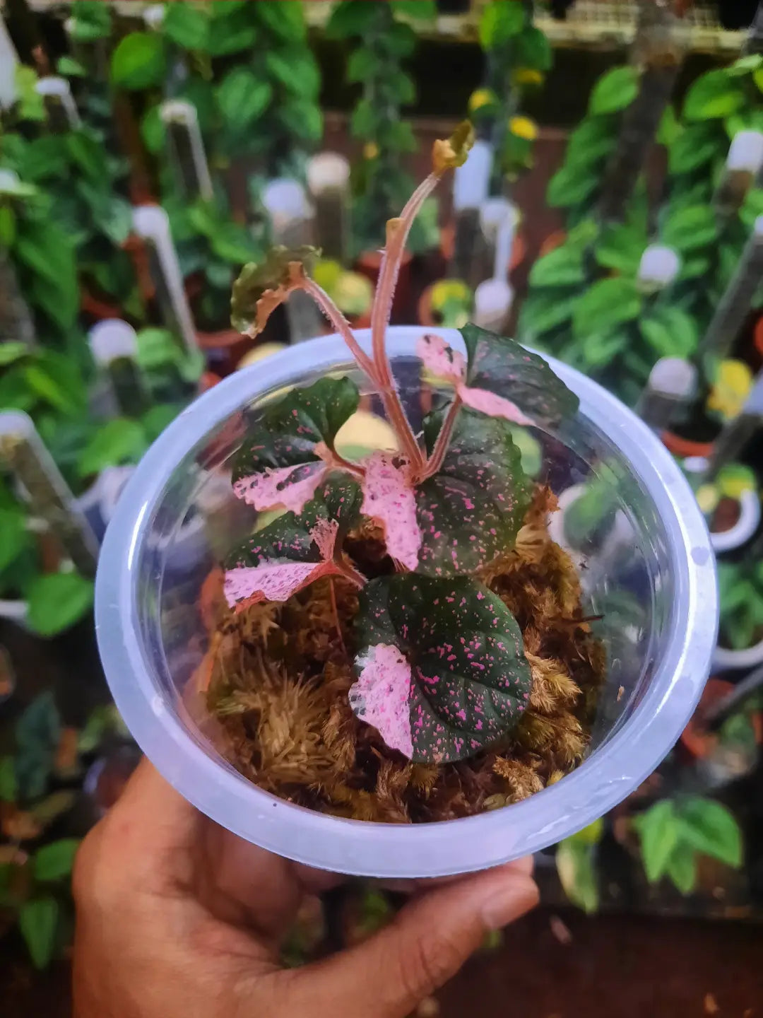 Piper SP Nabire Papua Pink Variegated — rare Indonesian plant