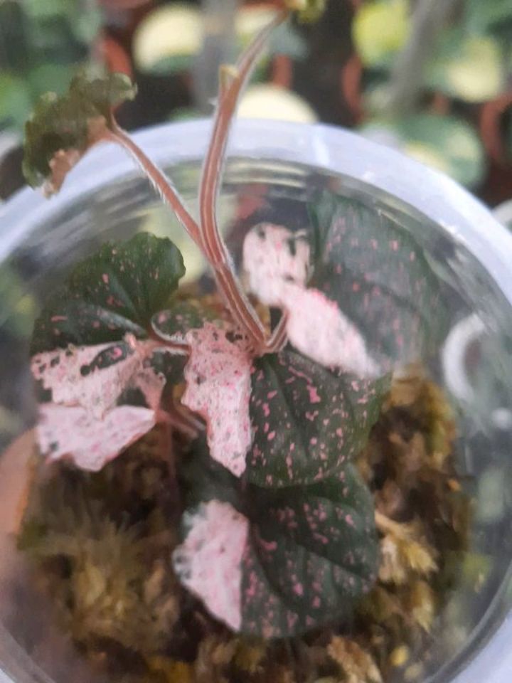 Piper SP Nabire Papua Pink Variegated — photo 2