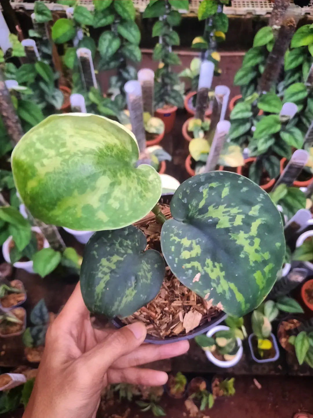 Scindapsus Macan — rare Indonesian plant