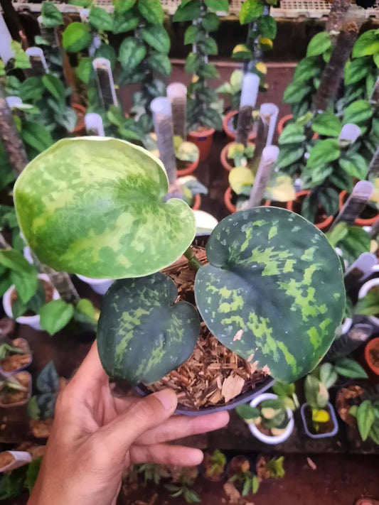 Scindapsus Macan — rare Indonesian plant
