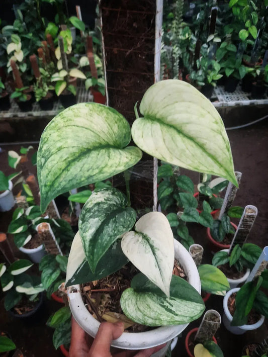 Scindapsus Silver Knight White Lava — rare Indonesian plant
