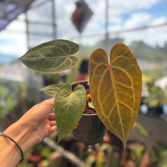 Anthurium Papillilaminum x Red Crystallinum - Indonesian Rare Plants