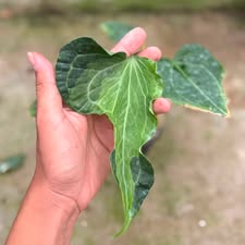 Anthurium Delta force variegated (Exact Plant)