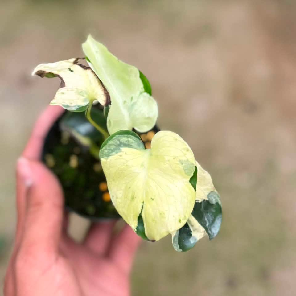 Monstera masterpiece mutation (Exact Plant)