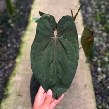 Anthurium Red vein dark phoenix (Clone Cutting) (Exact Plant)