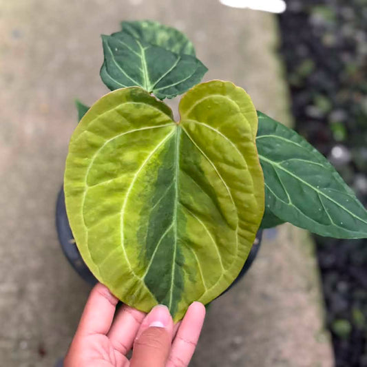 Anthurium Queen crystallinum aurea hybrid (Exact Plant)