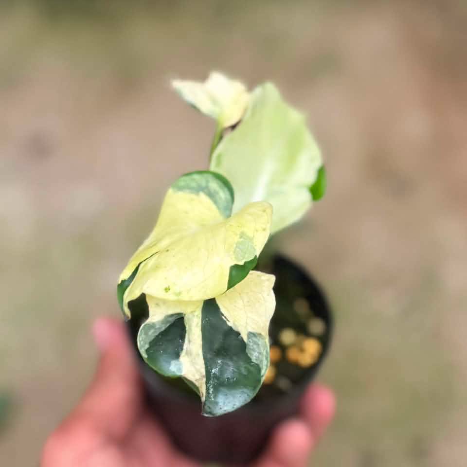 Monstera masterpiece mutation (Exact Plant)