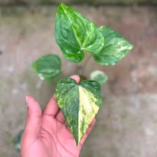 Anthurium Clarinervium variegated x luxurians (Exact Plant)