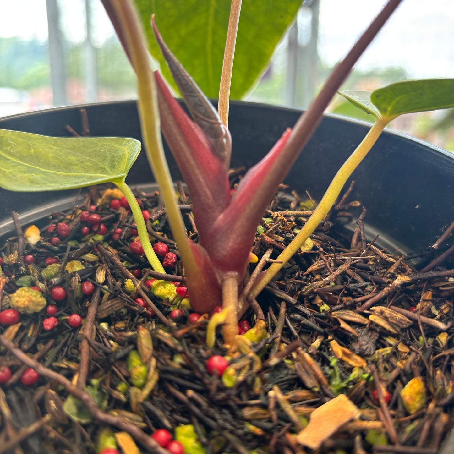 Anthurium Papillilaminum x Red Crystallinum
