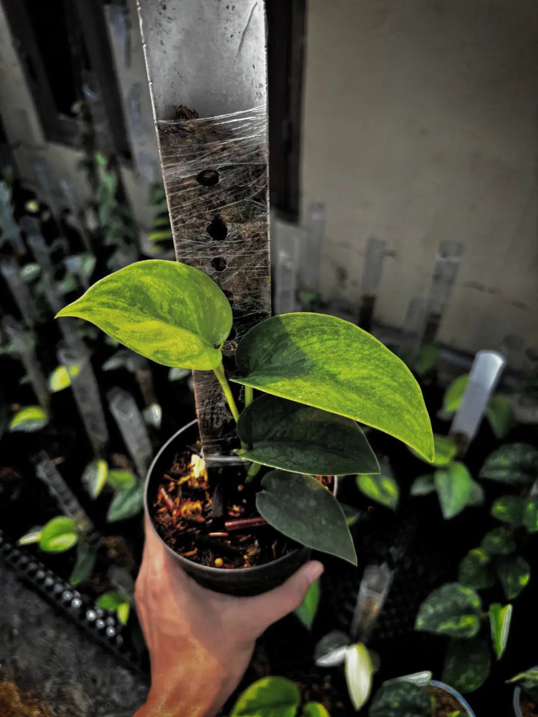 Scindapsus Siak Variegated — rare Indonesian plant