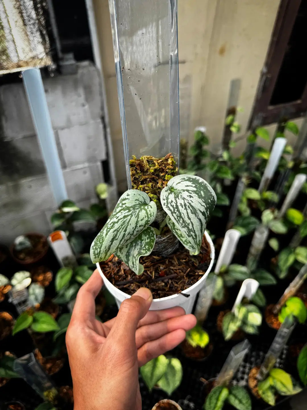 Scindapsus Silver Hero — rare Indonesian plant