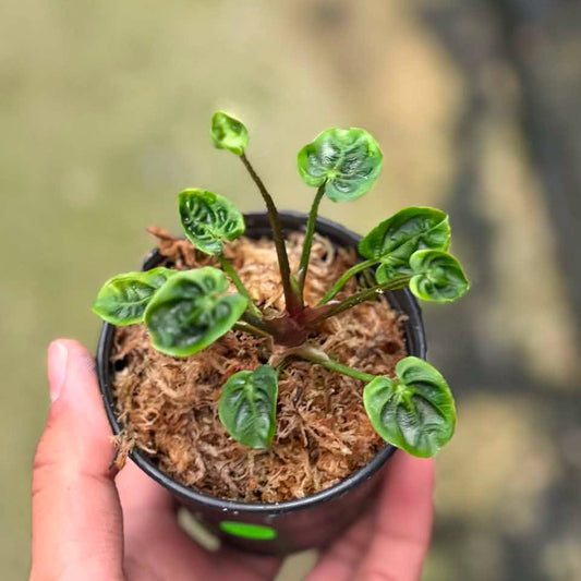 Anthurium Magnificum x Besseae aff mutation (cup form) Fresh cut (Exact Plant)