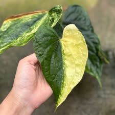 Anthurium Heart of Luck variegated (Exact Plant)