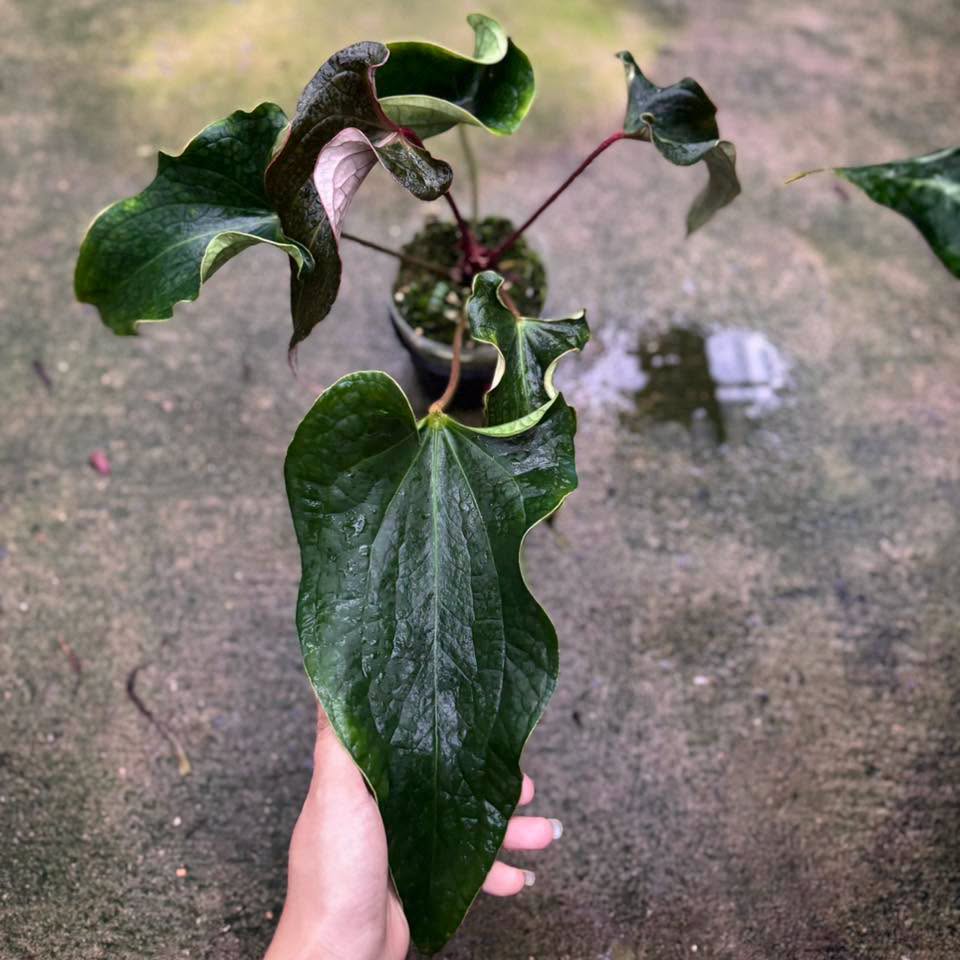 Anthurium Medusa (Exact Plant)