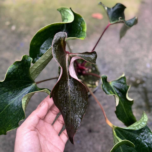 Anthurium Medusa (Exact Plant)