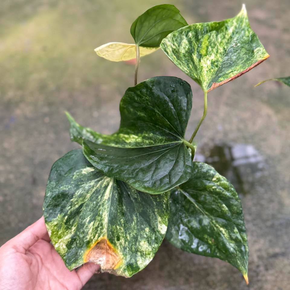 Anthurium Heart of Luck variegated (Exact Plant)