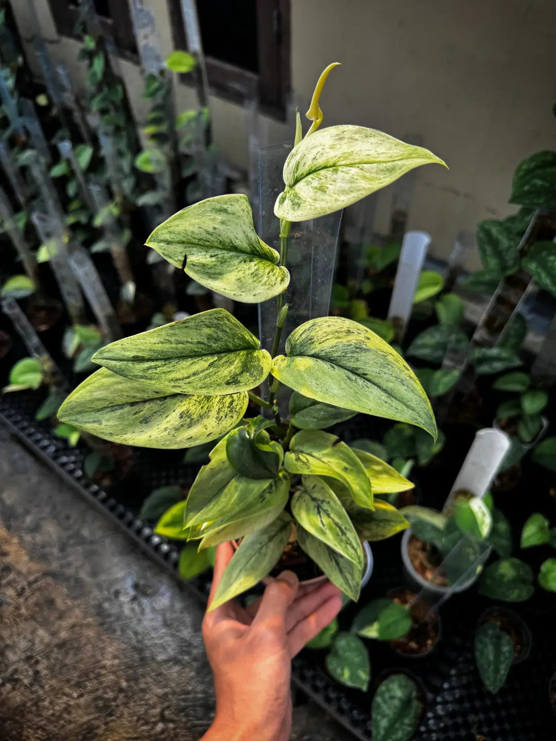 Scindapsus Superstar — rare Indonesian plant