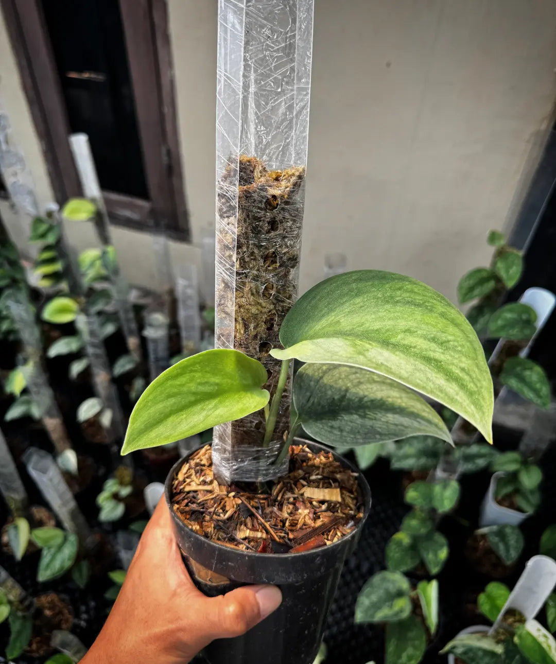 Scindapsus Silver Satin — rare Indonesian plant