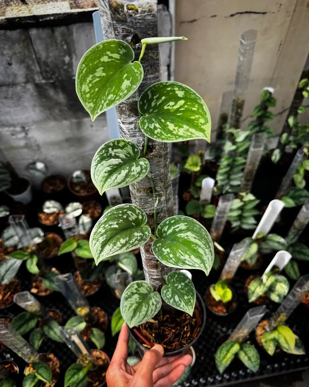 Scindapsus Green Diamond — rare Indonesian plant