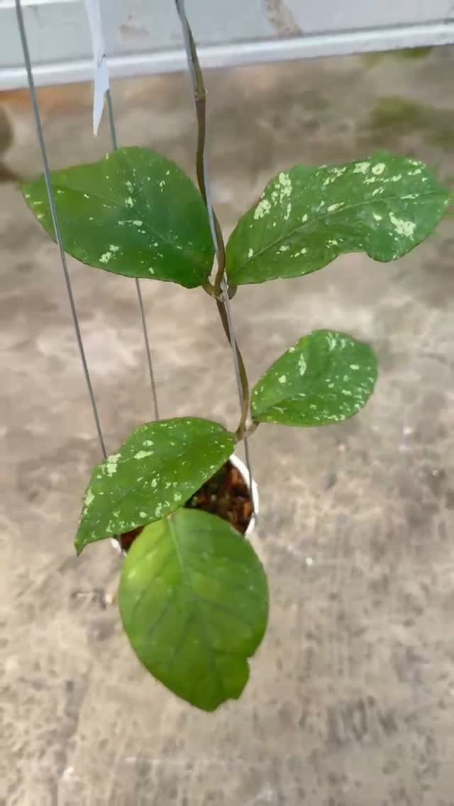 Hoya SP Aceh Burperlak — photo 2