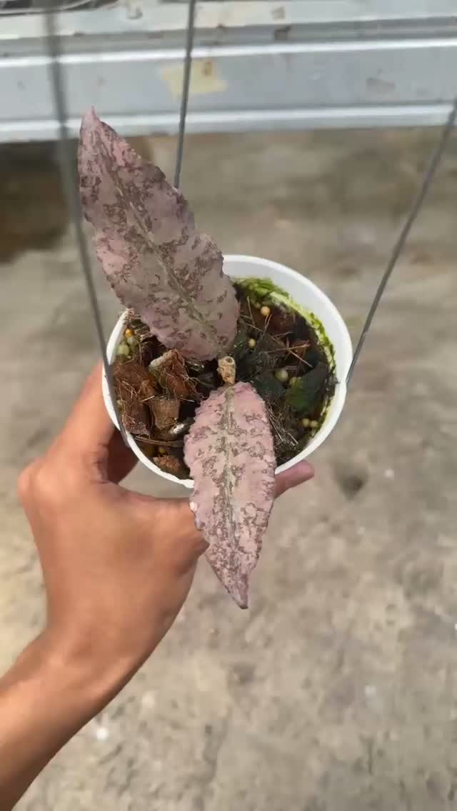 Hoya Undulata Silver Purple — rare Indonesian plant