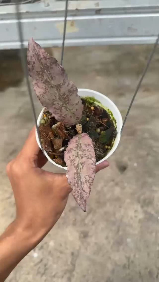 Hoya Undulata Silver Purple — rare Indonesian plant