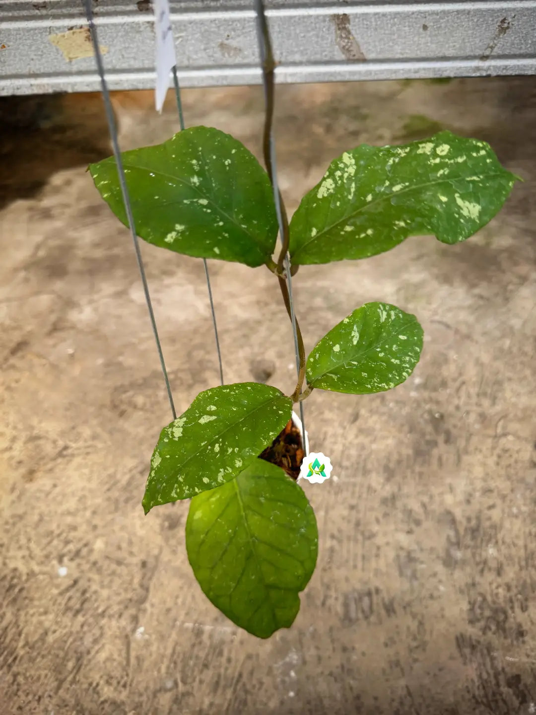 Hoya SP Aceh Burperlak — rare Indonesian plant