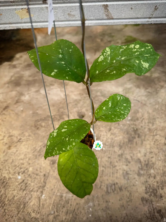 Hoya SP Aceh Burperlak — rare Indonesian plant