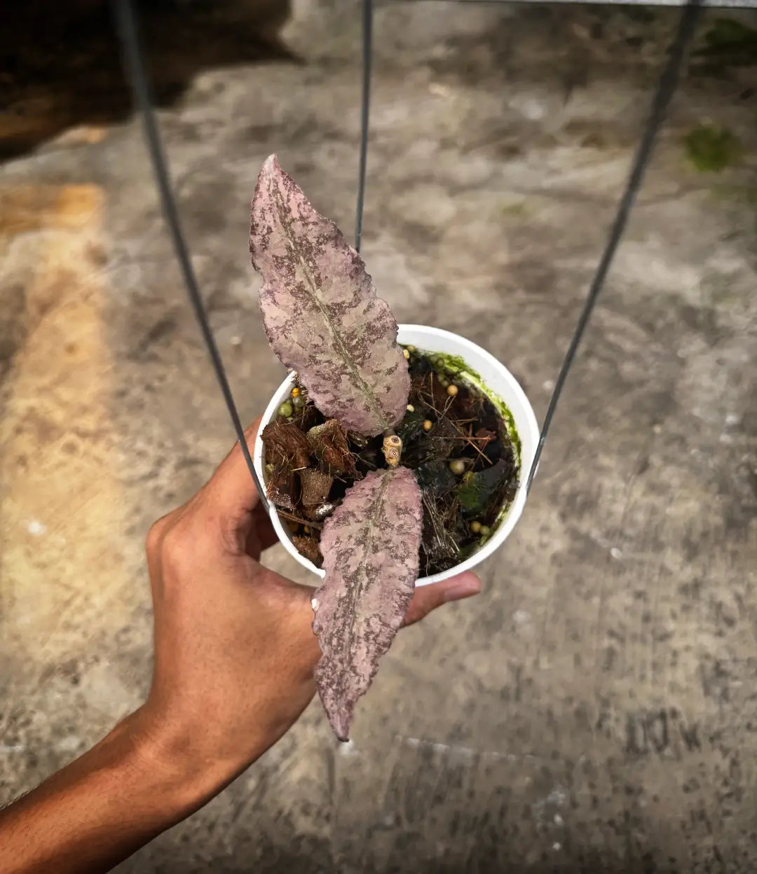Hoya Undulata Silver Purple — photo 2