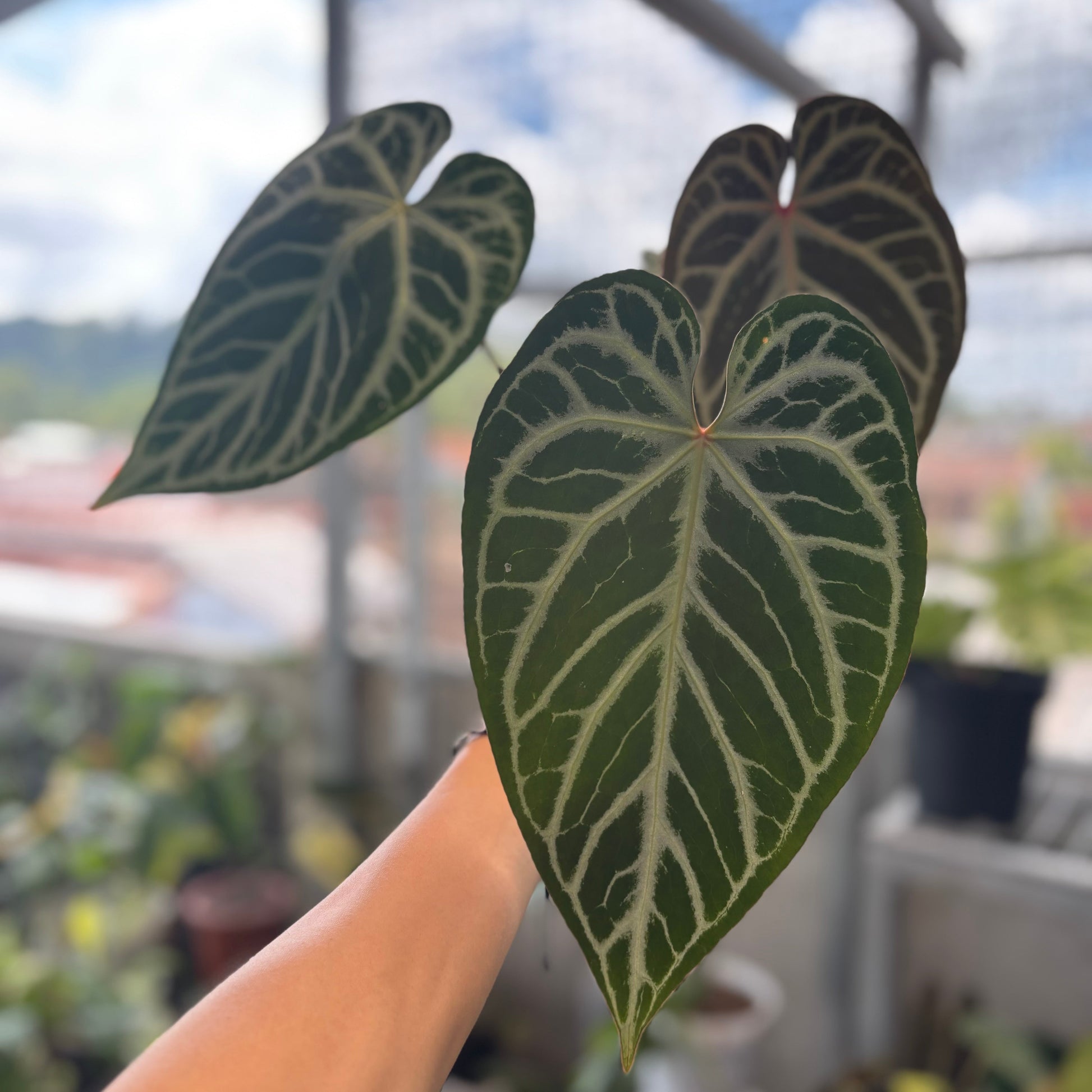 Anthurium Crystallinum Selected - Indonesian Rare Plants