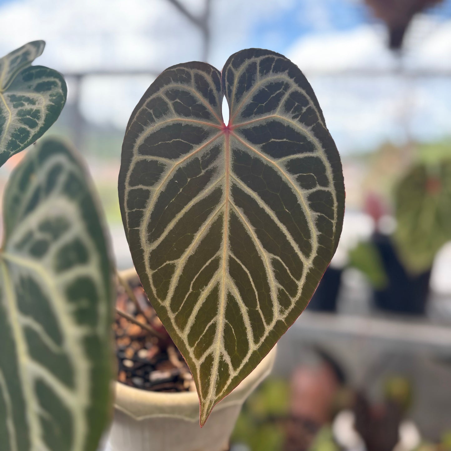 Anthurium Crystallinum Selected
