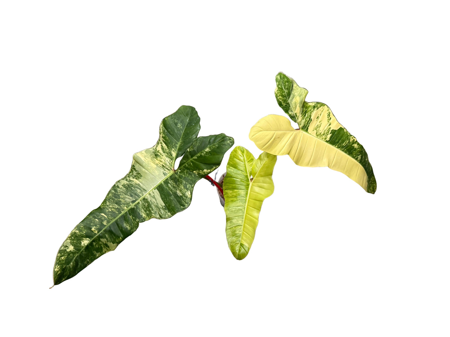 Philodendron florida beauty x billietiae variegated