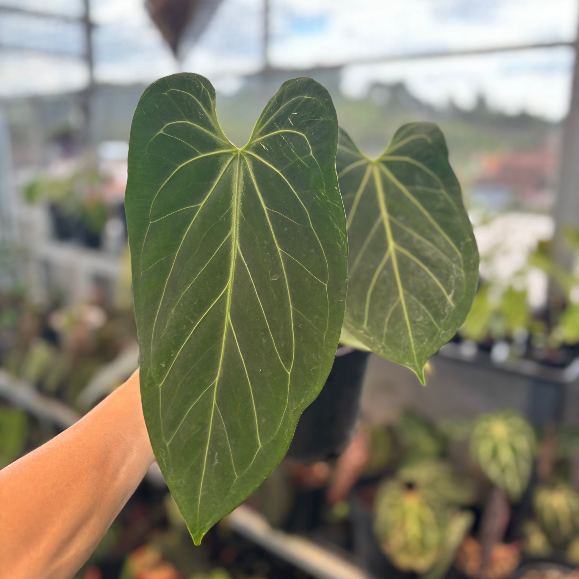 Anthurium King of Spades x Warocqueanum - Indonesian Rare Plants