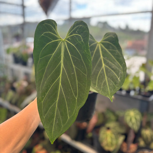 Anthurium King of Spades x Warocqueanum - Indonesian Rare Plants