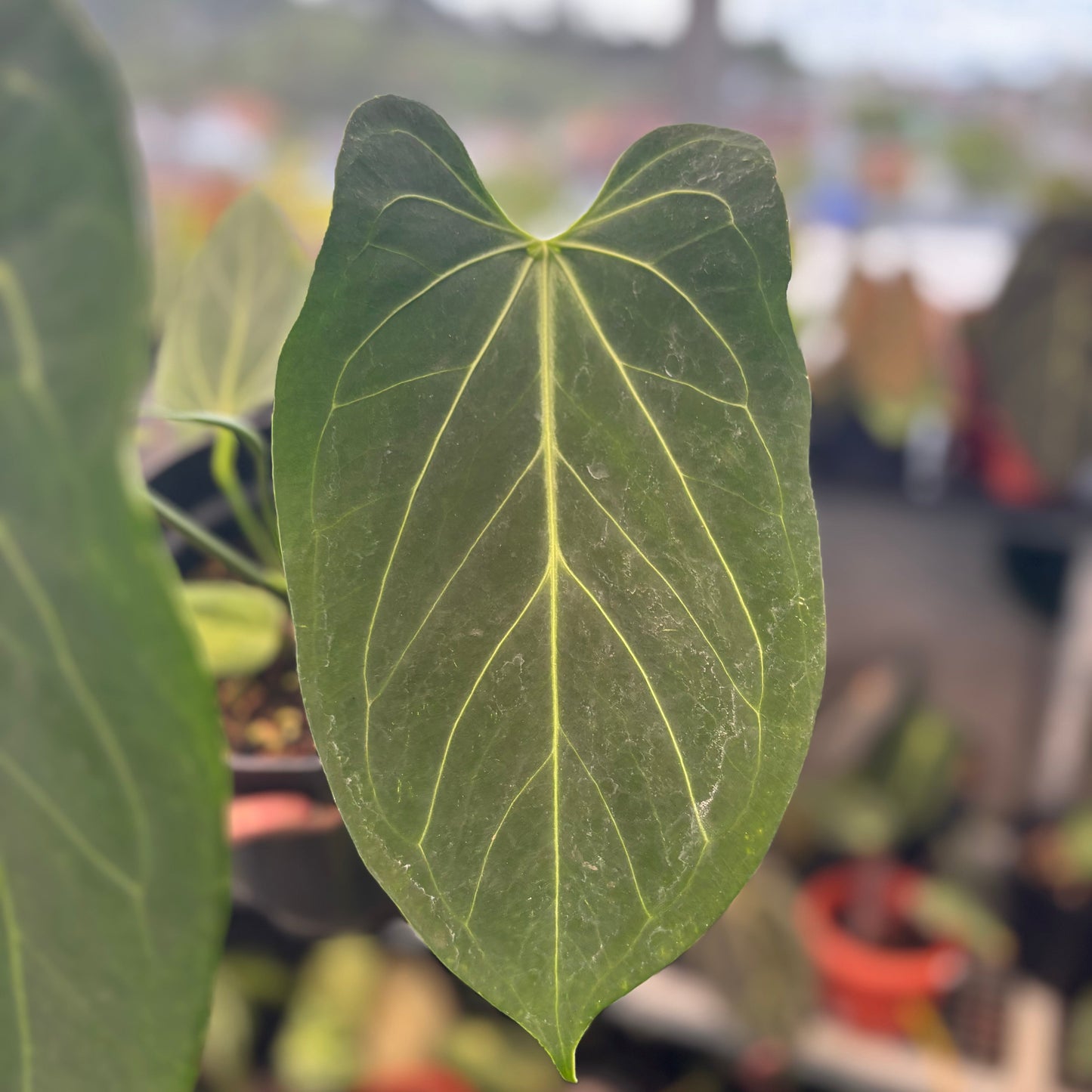 Anthurium King of Spades x Warocqueanum