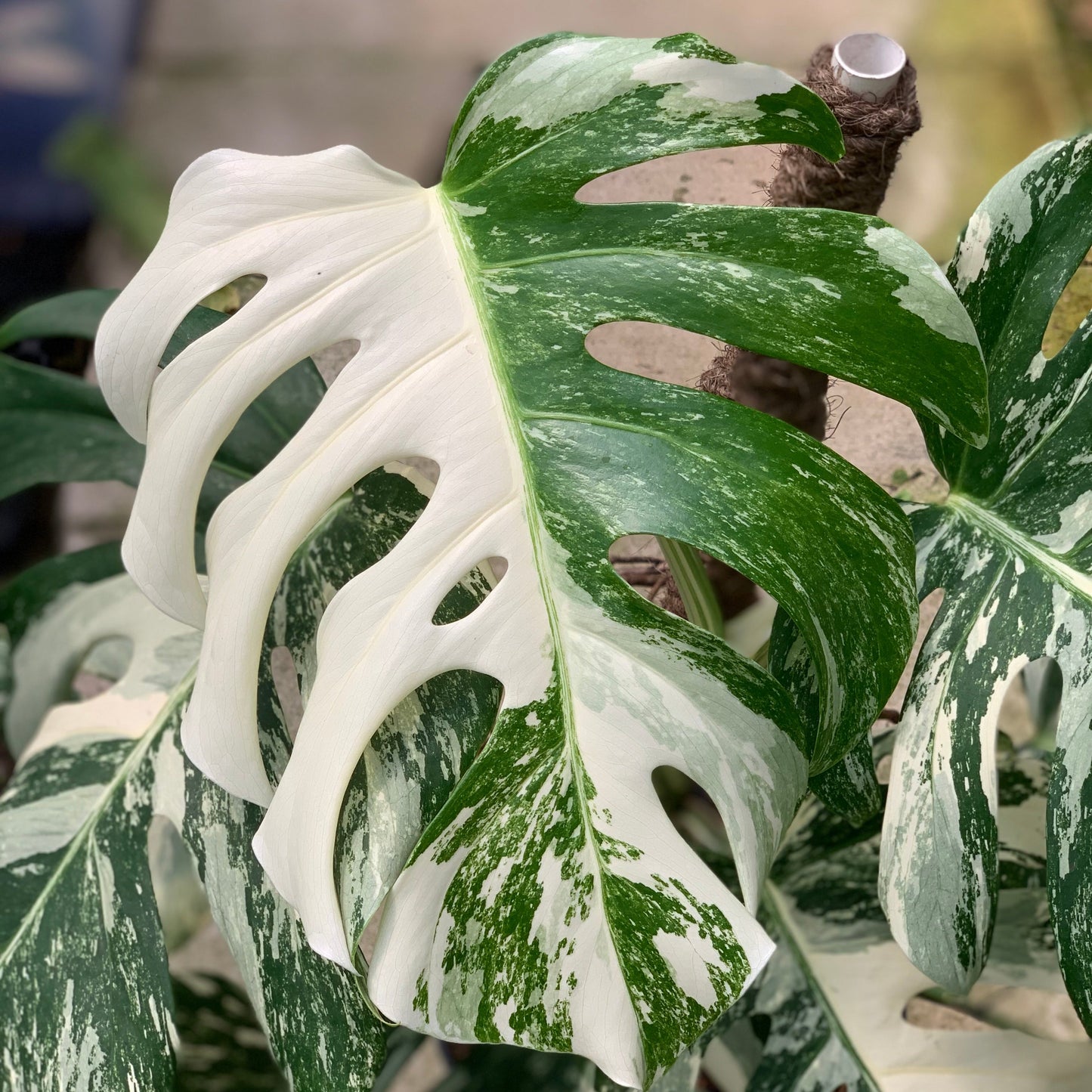 Monstera Albo White Tiger Variegated Lush — photo 2