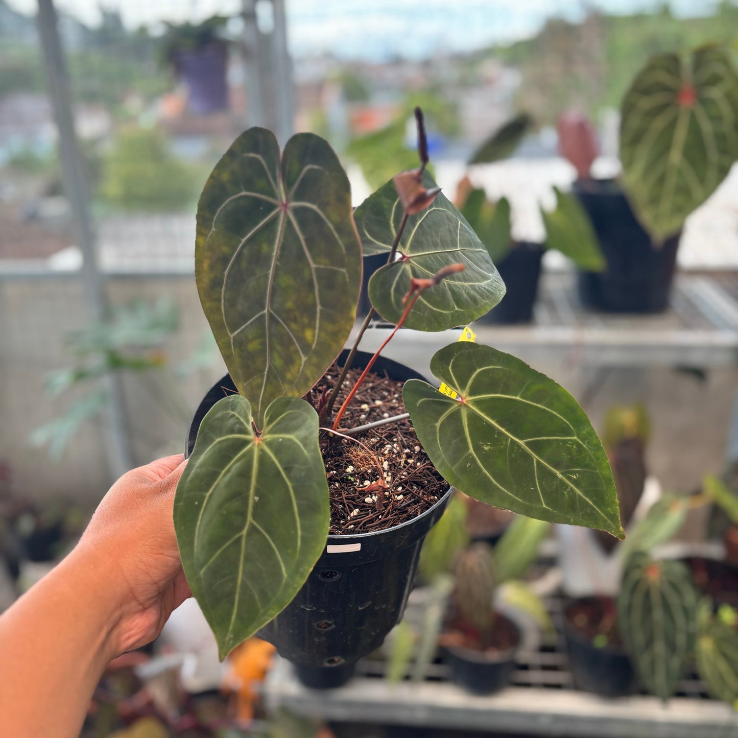 Anthurium Forgetii x Ace of Spades - Indonesian Rare Plants