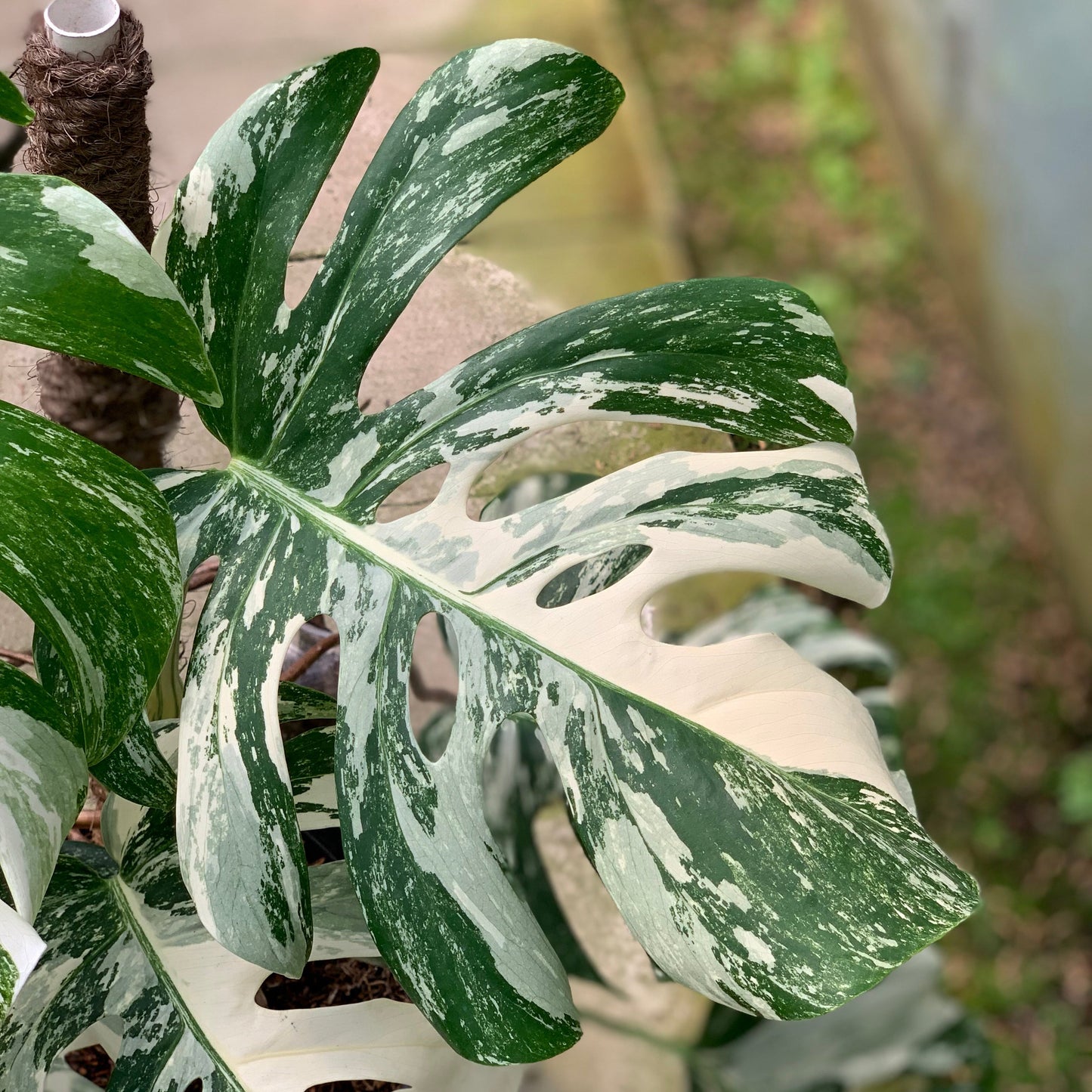 Monstera Albo White Tiger Variegated Lush — photo 3