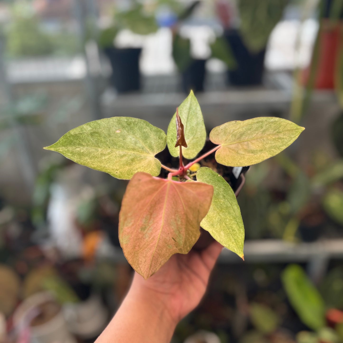 Anthurium Papillilaminum Peach Variegated - Indonesian Rare Plants