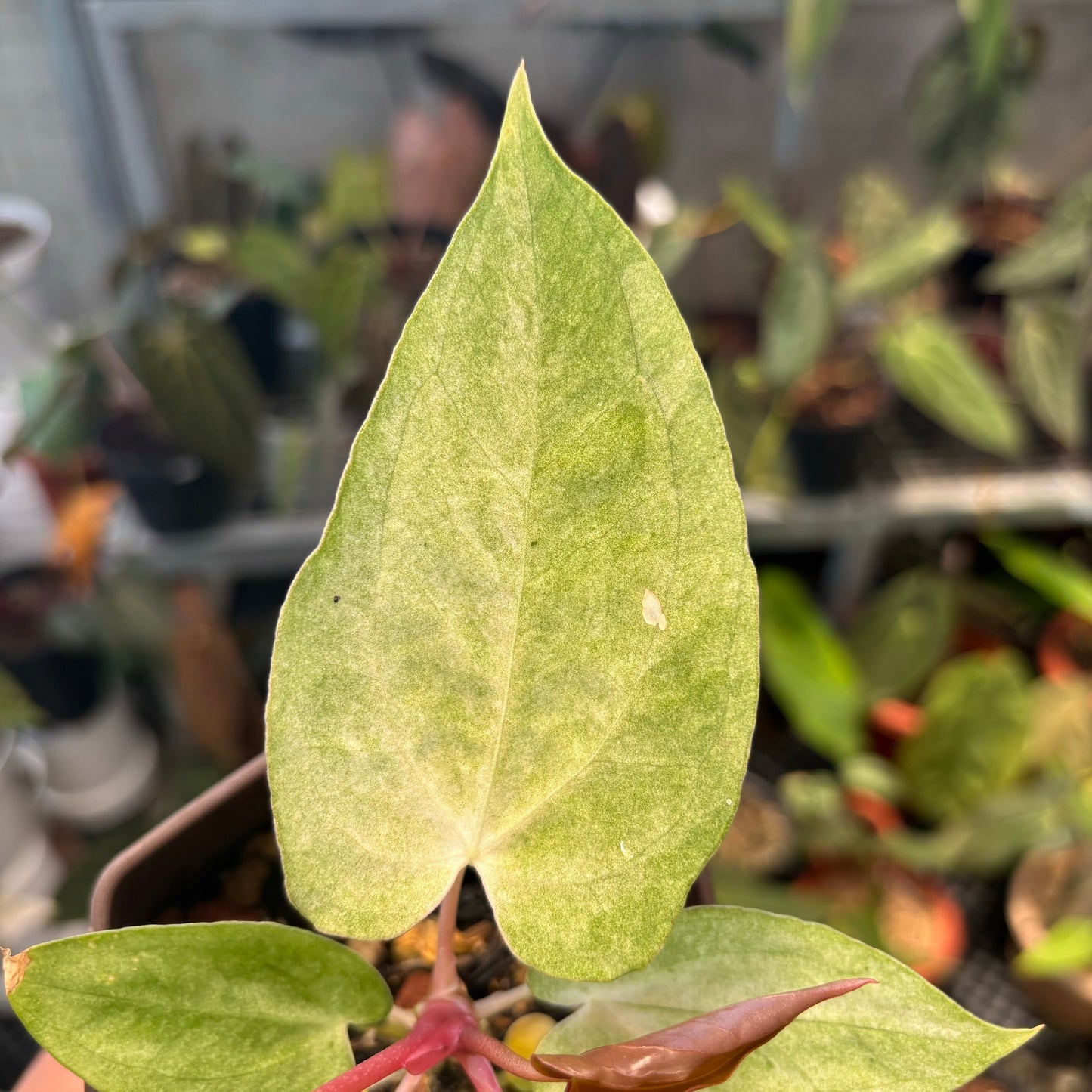 Anthurium Papillilaminum Peach Variegated